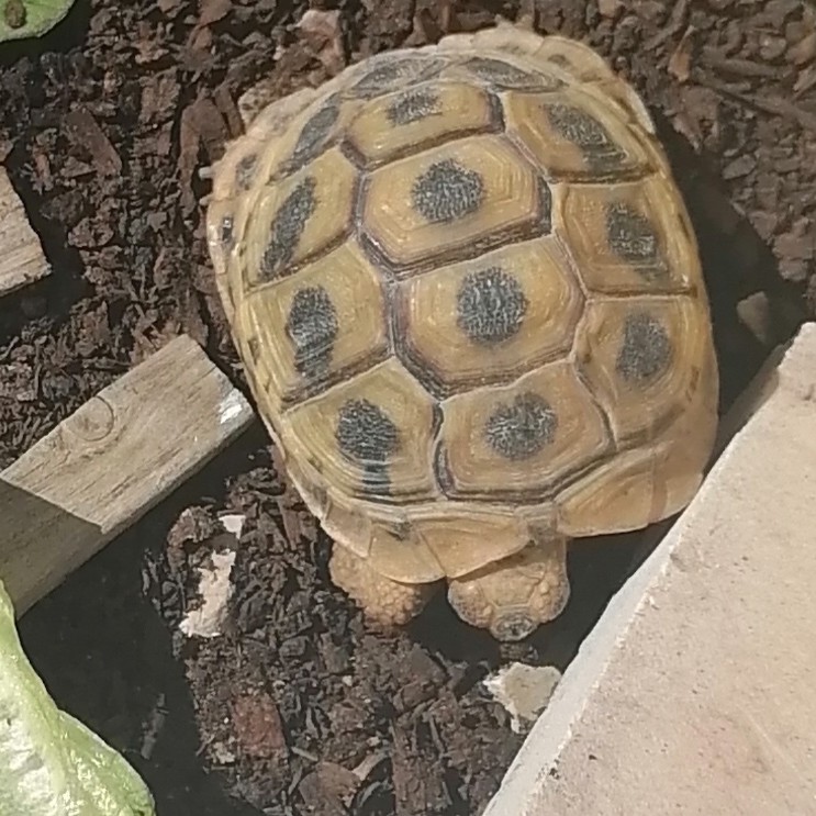 my tortois